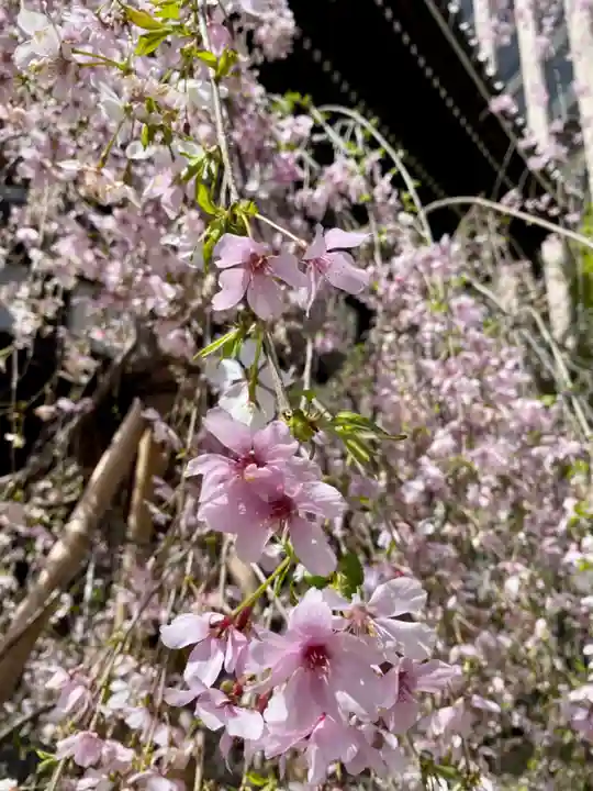 頂法寺(六角堂)(京都府)