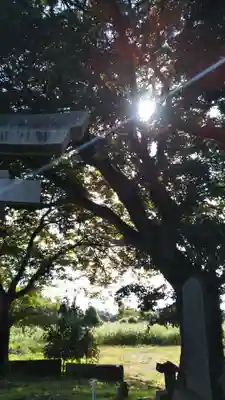 日枝神社の自然