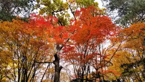 上川神社の自然