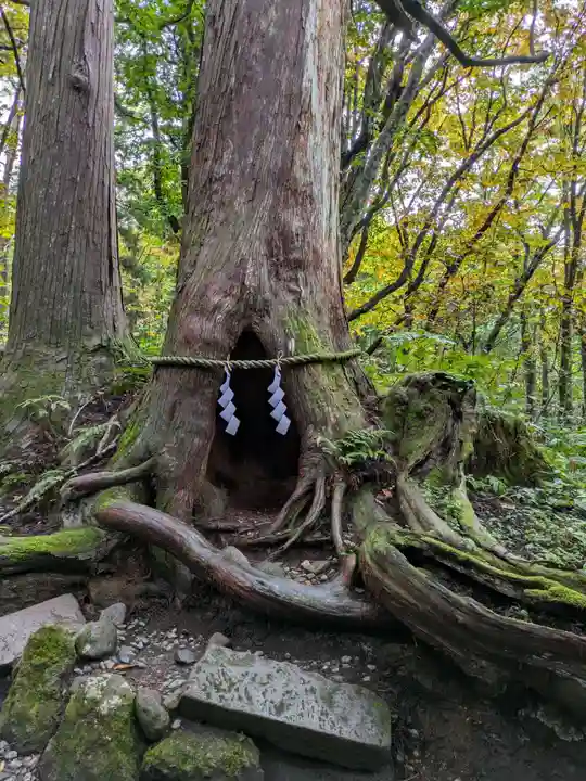 戸隠神社奥社の自然