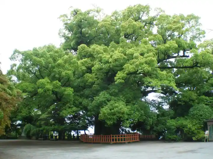 高良大社の自然