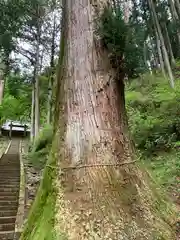 加蘇山神社の自然