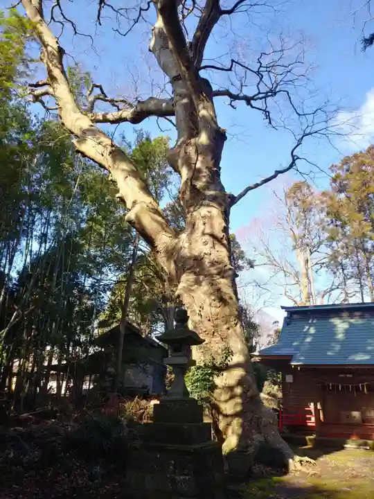 沼尾神社の自然