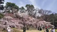 宗像神社の自然