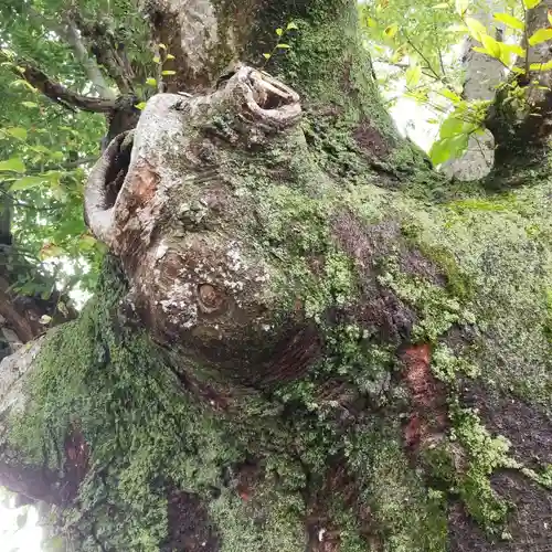 素鵞熊野神社の自然