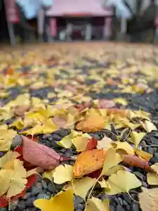 伊達神社の自然(2022年11月13日(日) 09時31分58秒投稿)