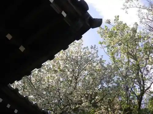 星井寺（虚空蔵堂)の自然