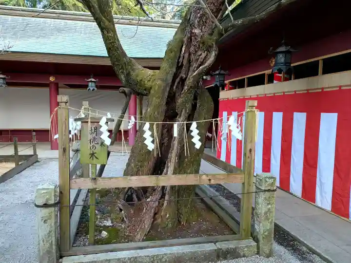 笠間稲荷神社の{uncategorized: "未分類", other: "その他", undefined: "問題あり", building: "その他建物", grave: "お墓", sacred_gate: "鳥居", guardian: "狛犬", statue: "像", buddha: "仏像", history: "歴史", nature: "自然", garden: "庭園", animal: "動物", pagoda: "塔", temizu: "手水舎", mountain_gate: "山門・神門", sanctuary: "本殿・本堂", subordinate: "末社・摂社", art: "芸術", scenery: "景色", jizo: "地蔵", ema: "絵馬", goshuin: "御朱印", omikuji: "おみくじ", items: "授与品その他", amulet: "お守り", goshuincho: "御朱印帳", eats: "食事", festival: "お祭り", votive_dance: "神楽", shichigosan: "七五三参", wedding: "結婚式", experience: "体験その他", initially: "初詣", around: "周辺", anti_infection: "感染症対策"}