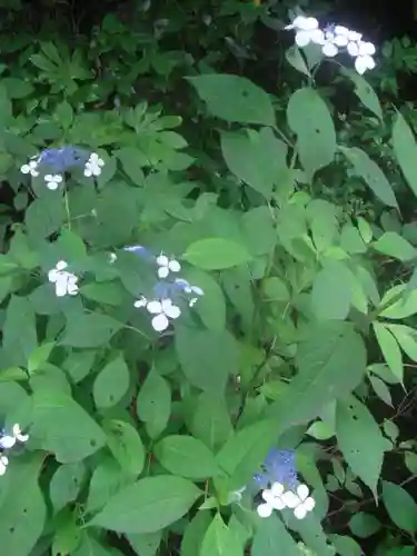安國論寺（安国論寺）の自然