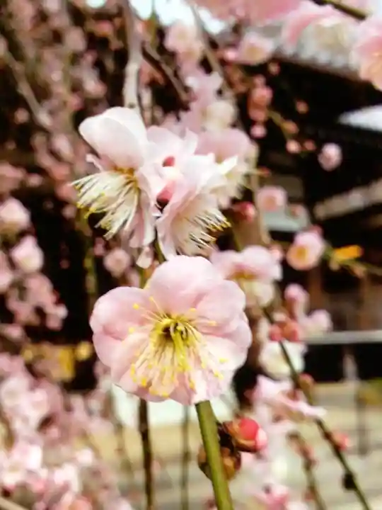 妙法寺(東京都)