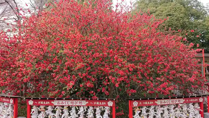 冠稲荷神社の自然