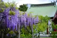 亀戸天神社(東京都)