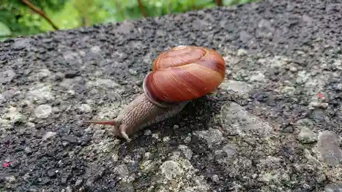 高塚愛宕地蔵尊の動物