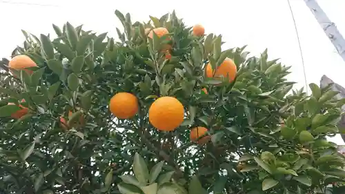 尾曳稲荷神社の自然