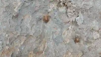 酒門神社(茨城県)