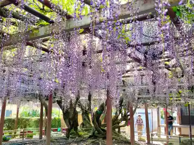 太巌寺（ふじの寺）(三重県)