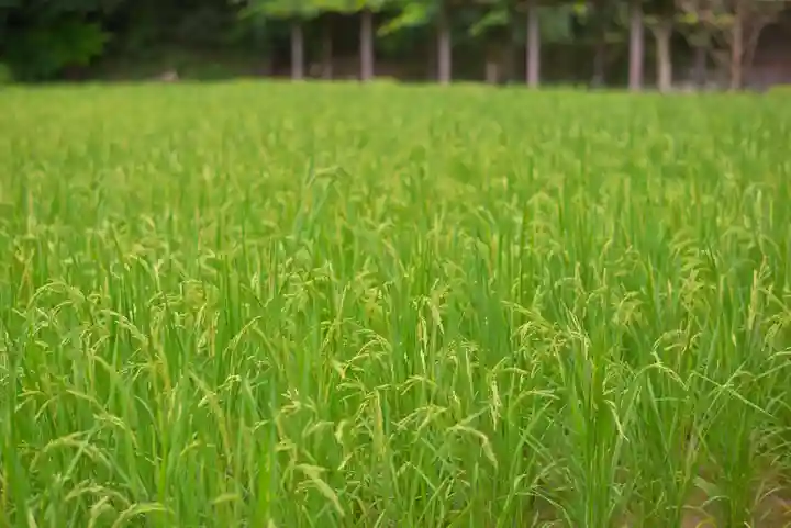 猿田彦神社(三重県)