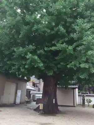 姪浜住吉神社(福岡県)