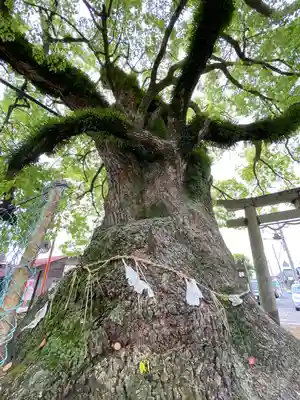 八幡神社の自然