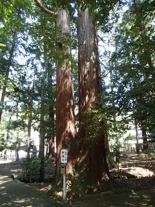 若狭彦神社(上社)の自然
