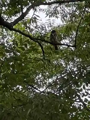秩父今宮神社(埼玉県)