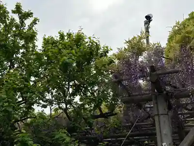 亀戸天神社(東京都)