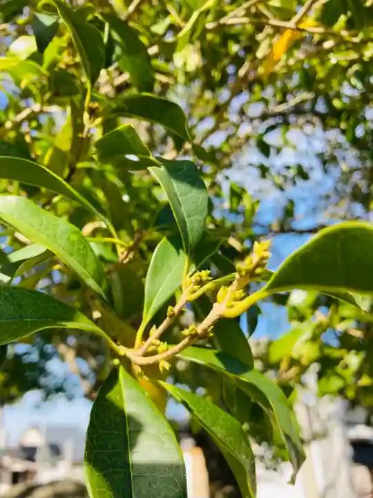 總社 和田八幡宮の自然