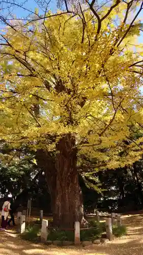 赤坂氷川神社の自然
