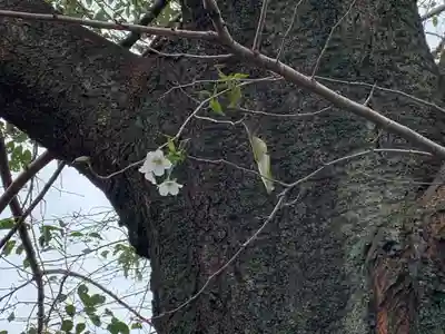 氷川八幡神社の自然
