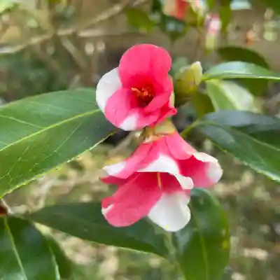光則寺(神奈川県)