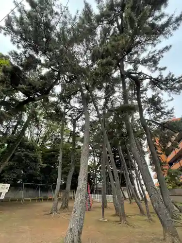 中野氷川神社の周辺