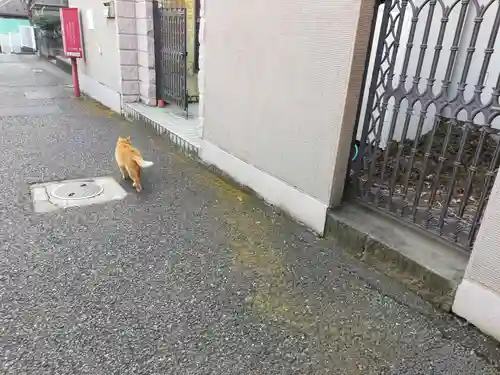 居木神社の動物