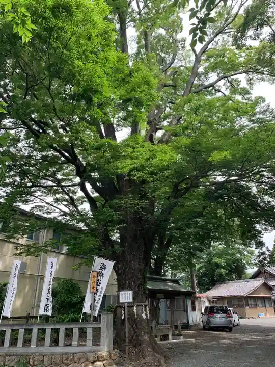 濱名惣社神明宮の自然