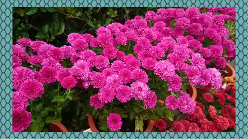 笠間稲荷神社(茨城県)