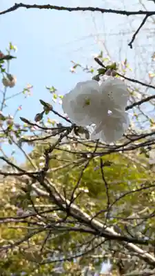 向日神社(京都府)