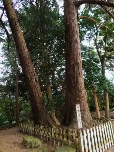 鎌数伊勢大神宮の自然