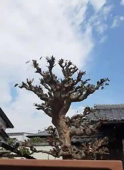 西方山極楽寺の自然