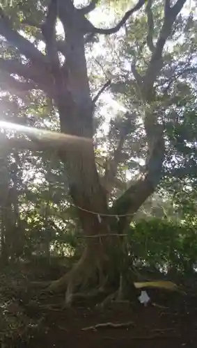 八幡神社の自然