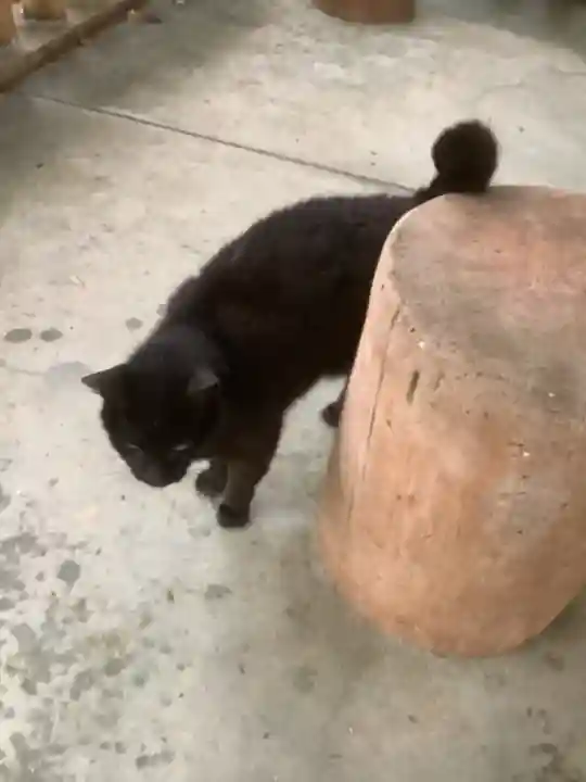 玉野御嶽神社の動物