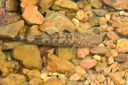 神魂伊能知奴志神社(島根県)