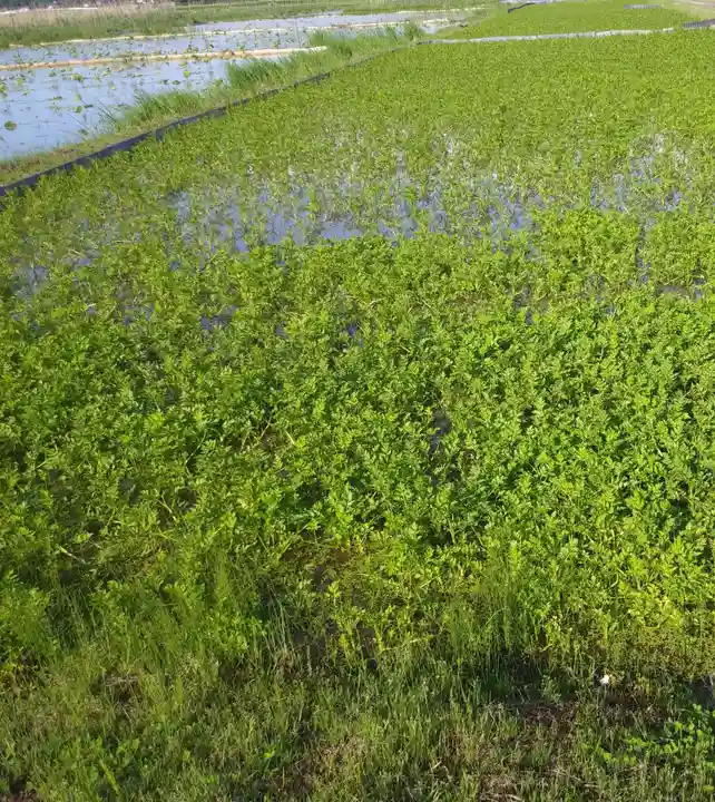 御船神社の自然