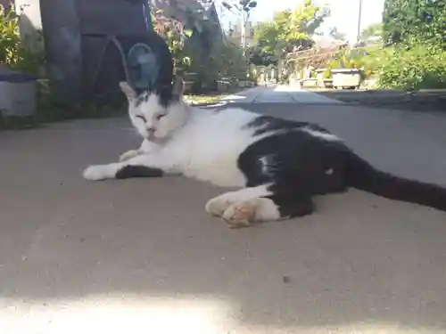 一心寺・一心禅寺の動物