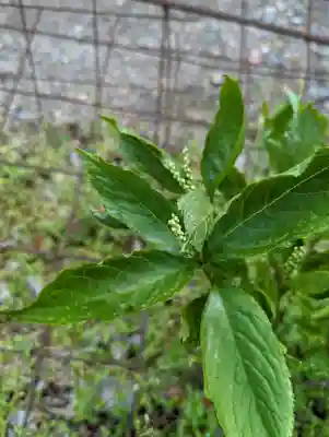 松尾大社(京都府)