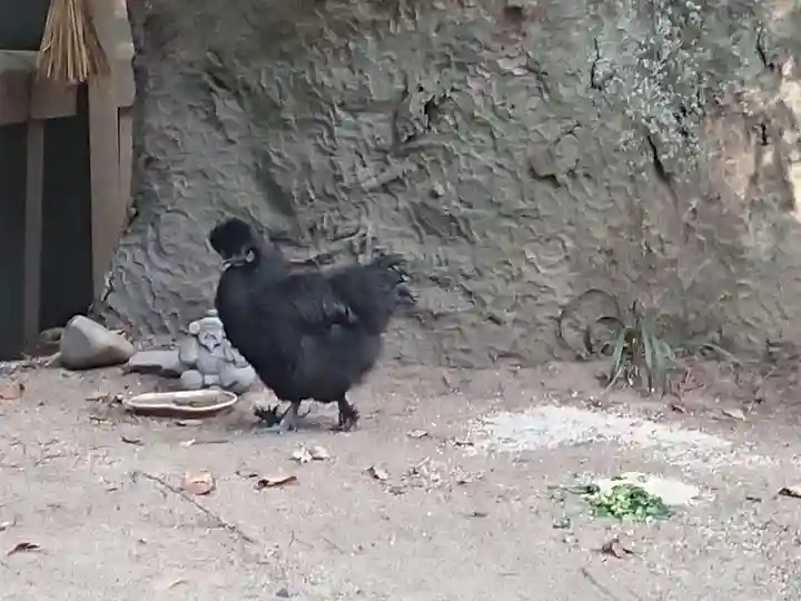 穂高神社本宮の動物