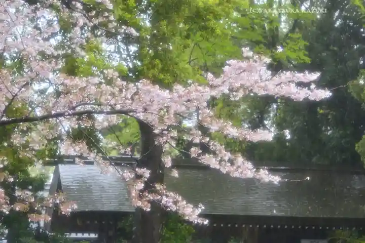 阿佐ヶ谷神明宮の自然