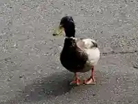 北鎮安全神社の動物