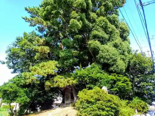 熊野社（築地熊野社）の本殿