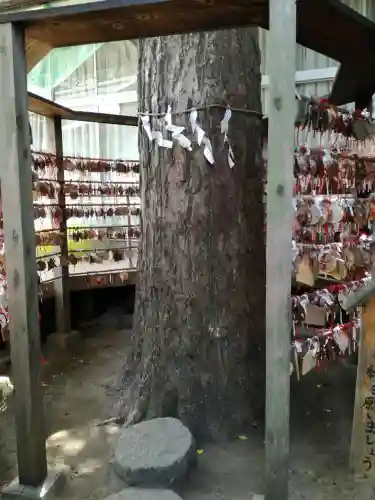 越谷香取神社の自然