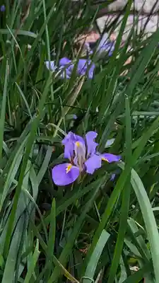 梅宮大社(京都府)