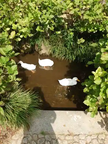 楽法寺（雨引観音）の動物